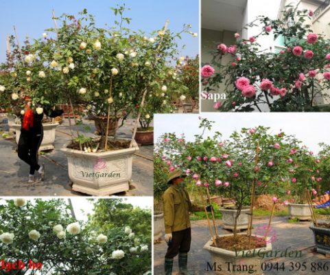 Vietgarden-Chuyên cung cấp giống hồng cổ và nhập khẩu tại Việt Nam