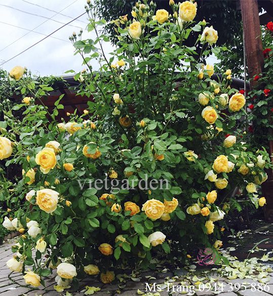 Vì sao hoa hồng trồng một thời gian rất lâu mà mãi không ra hoa