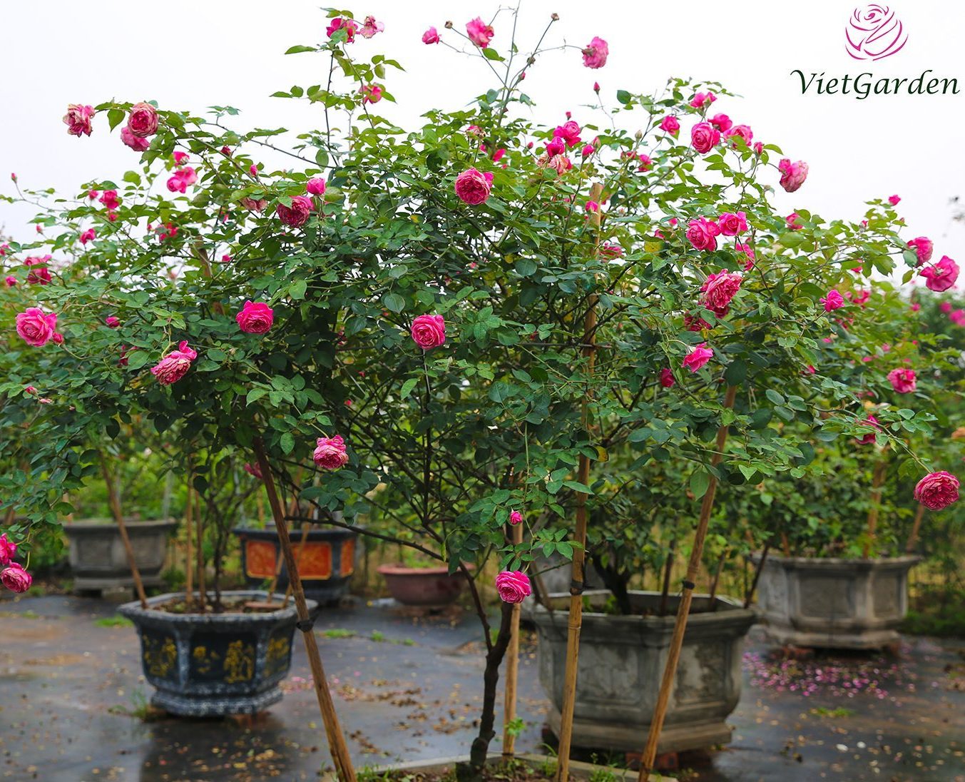 Bón phân gà cho hoa hồng