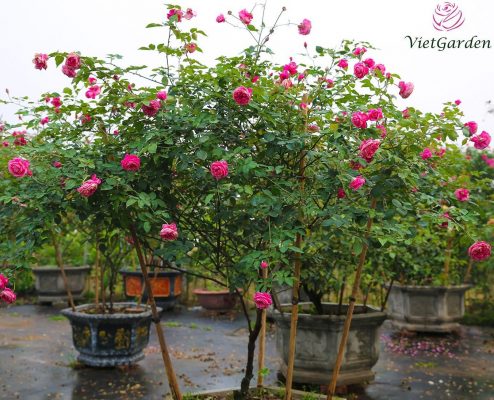 Bón phân gà cho hoa hồng