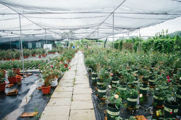 Vườn hoa hồng cổ trăm loại giữa lòng Hà Nội của cô chủ 9X