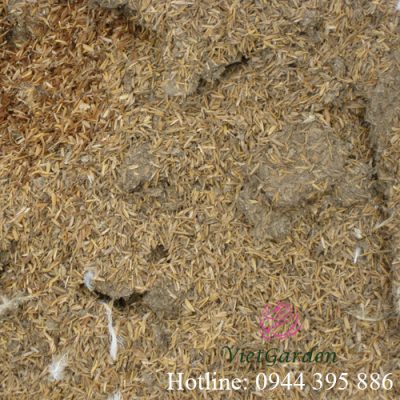 Bón phân gà cho hoa hồng