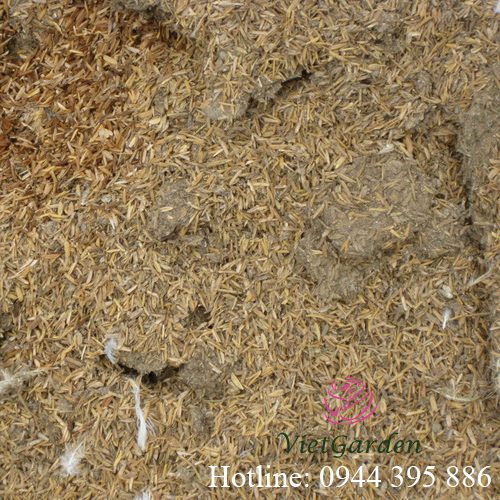 Bón phân gà cho hoa hồng