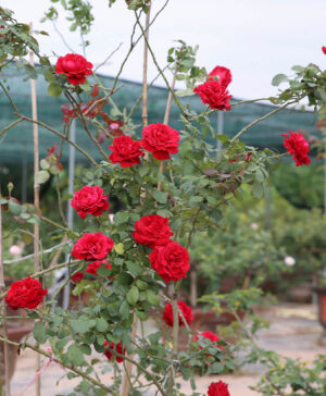 Hồng leo đỏ Hải Phòng