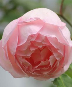 Hoa hồng Bạch Đào cổ