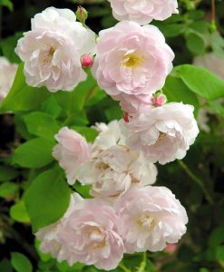 Hồng Leo Phớt Hồng