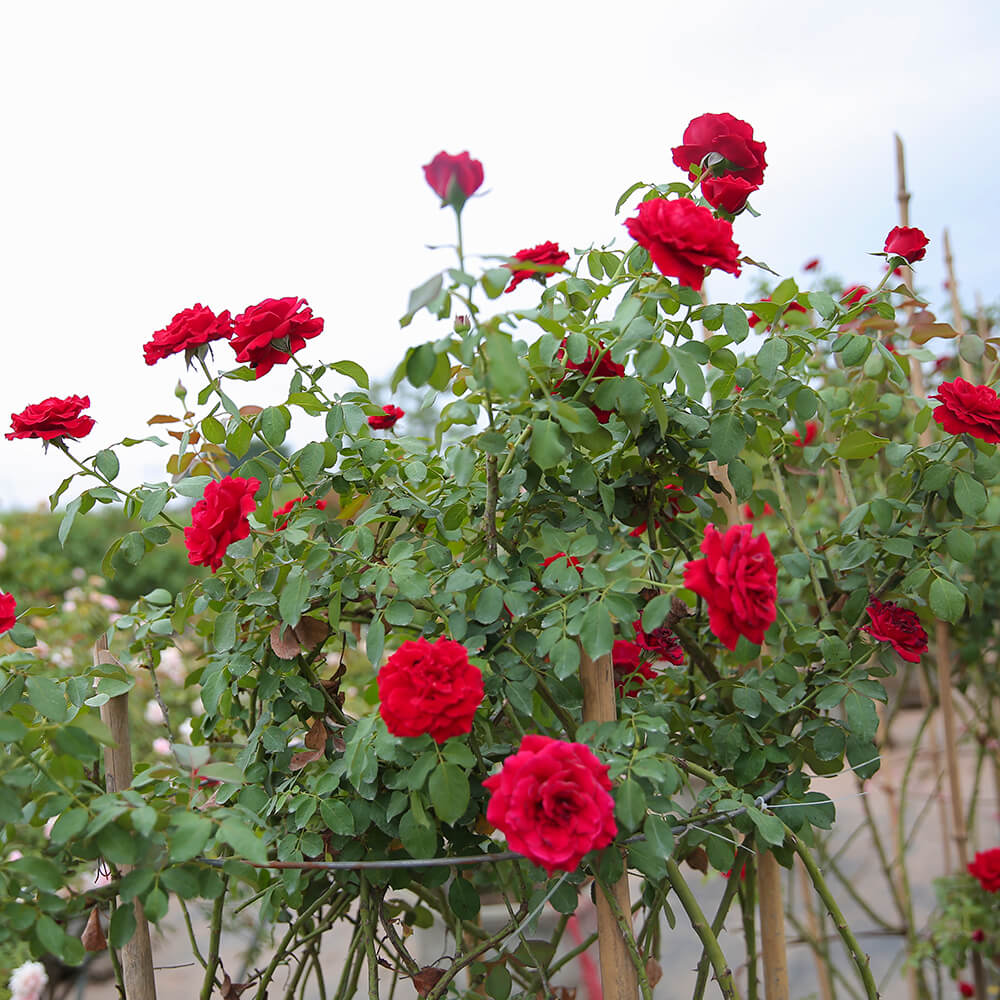 Hoa hồng cổ Sơn La – Bông hồng đỏ đẹp nhất Việt Nam - Vườn Hoa Việt