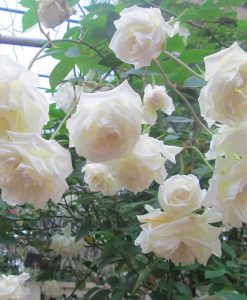 Hoa hồng cổ Bạch Xếp