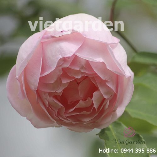 hoa hồng bạch đào cổ