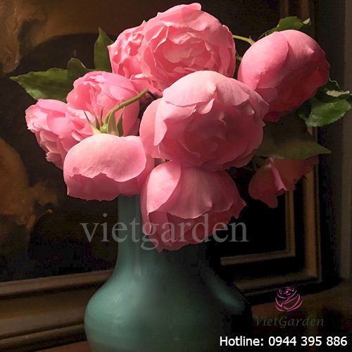 Những bí mật kinh hoàng về giống hoa hồng Bạch Đào cổ mà chưa ai biết tới