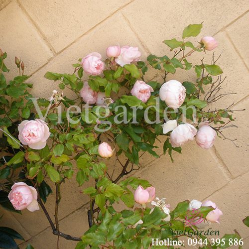 Những bí mật kinh hoàng về giống hoa hồng Bạch Đào cổ mà chưa ai biết tới