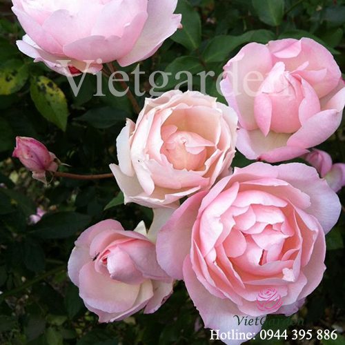 Những bí mật kinh hoàng về giống hoa hồng Bạch Đào cổ mà chưa ai biết tới