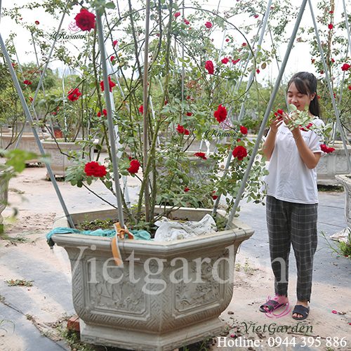 Hoa hồng cổ Sơn La – Bông hồng đỏ đẹp nhất Việt Nam