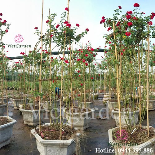 Hoa hồng cổ Sơn La – Bông hồng đỏ đẹp nhất Việt Nam