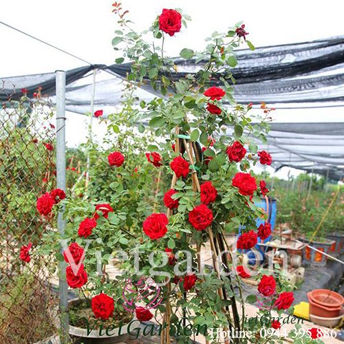 Hoa hồng leo cổ Hải Phòng cực đẹp không thua kém gì hồng Tây - Vietgarden