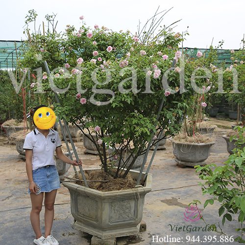 Khám phá vẻ đẹp tuyệt hảo vạn người mê của hoa hồng phấn cổ