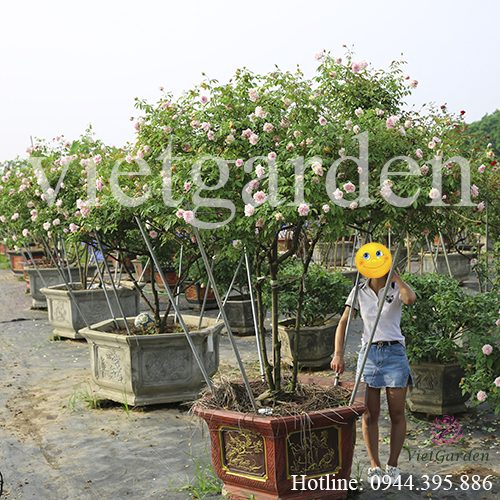 Khám phá vẻ đẹp tuyệt hảo vạn người mê của hoa hồng phấn cổ