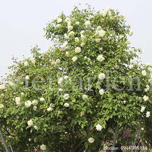 Hồng Bạch Nam Định