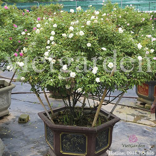 Hoa hồng bạch Nam Định