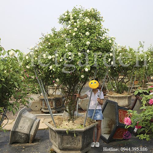 Hoa hồng bạch Nam Định