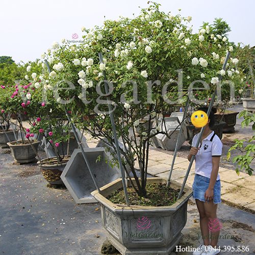 Hoa hồng bạch Nam Định