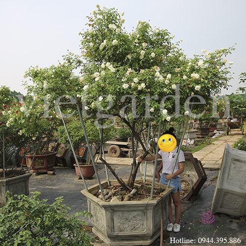 Hồng Bạch Nam Định