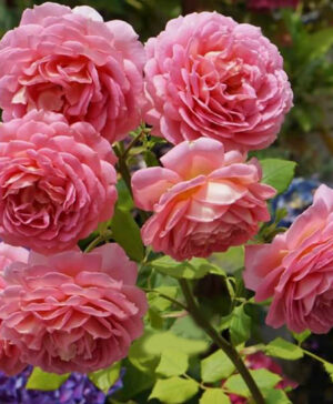 Bón phân gà cho hoa hồng