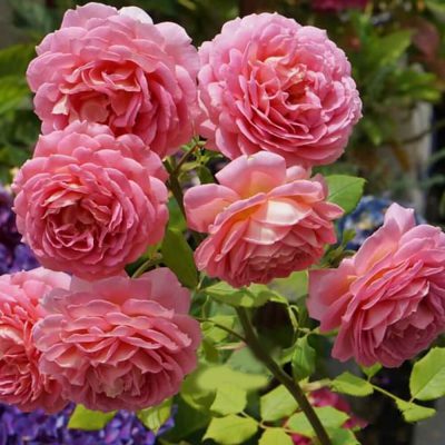 Bón phân gà cho hoa hồng