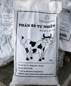 Bón phân bò cho hoa hồng