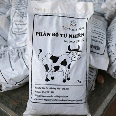 Bón phân bò cho hoa hồng