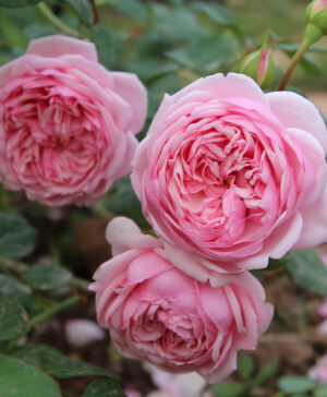 Bón phân dê cho hoa hồng