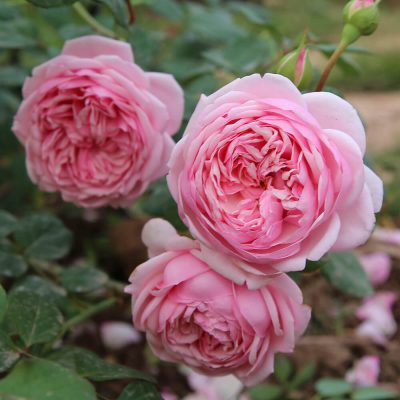 Bón phân dê cho hoa hồng