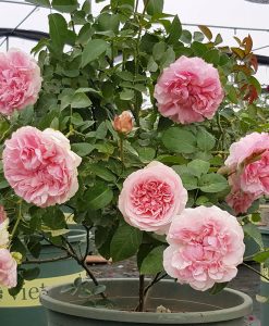 Hoa hồng ngoại Miranda rose