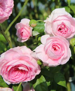Hoa hồng ngoại Mon Coeur