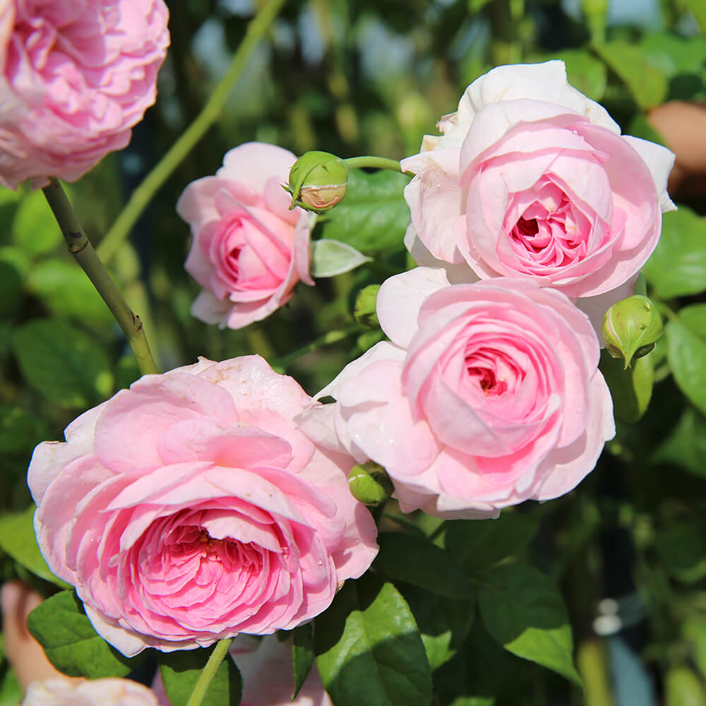 Thề Rằng Hồng Leo Mon Coeur Rose Là Giống Hồng Đẹp Nhất Bạn Từng Trồng! -  Vườn Hoa Việt