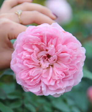 Hoa hồng leo Radio Time rose