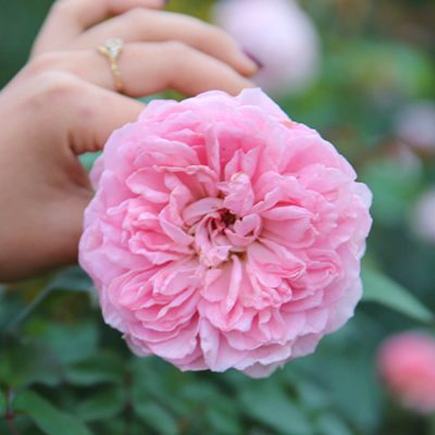 Hoa hồng leo Radio Time rose