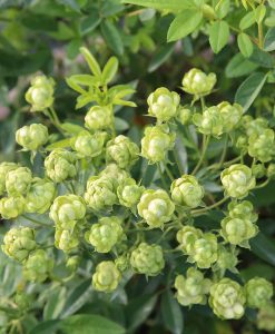 Hoa hồng ngoại màu xanh Eclair rose