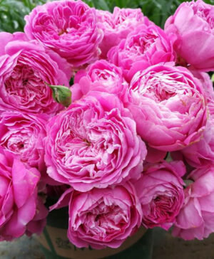 Hoa hồng leo For Your Home