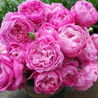 Hoa hồng leo For Your Home