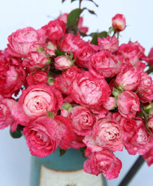 Hoa hồng ngoại Lady Candle