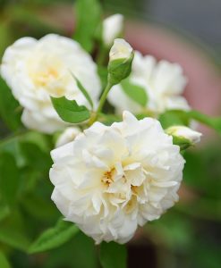 Hoa hồng leo Lamaque Climbing