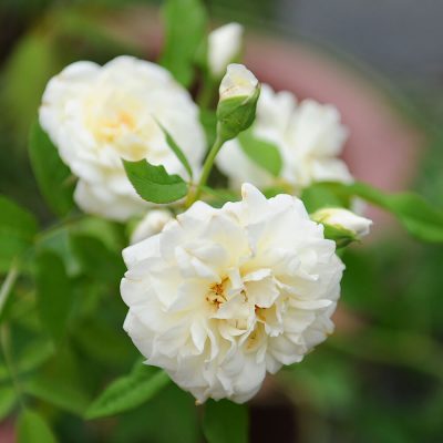 Hoa hồng leo Lamaque Climbing