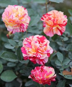 Hoa hồng ngoại Maurice Utrilo rose