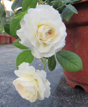 Hoa hồng ngoại Claire Austin rose