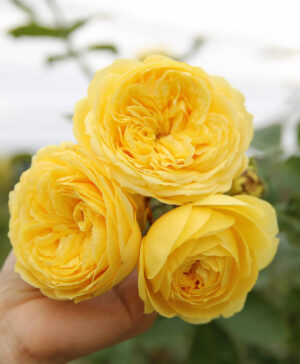 Hoa hồng ngoại màu vàngCatalina