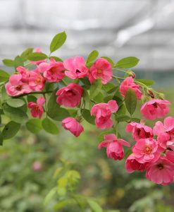 Hoa hồng ngoại Angela