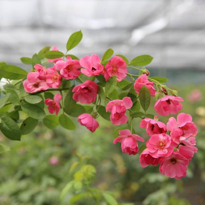 Hoa hồng ngoại Angela