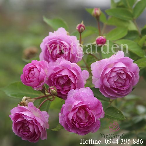  Hoa hồng Aunt Margys rose - Top 10 giống hồng ngoại sai hoa nhất