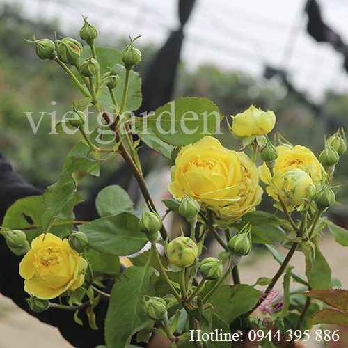 Giải mã bí ẩn về hoa hồng ngoại Catalina rose màu vàng chanh tuyệt đẹp